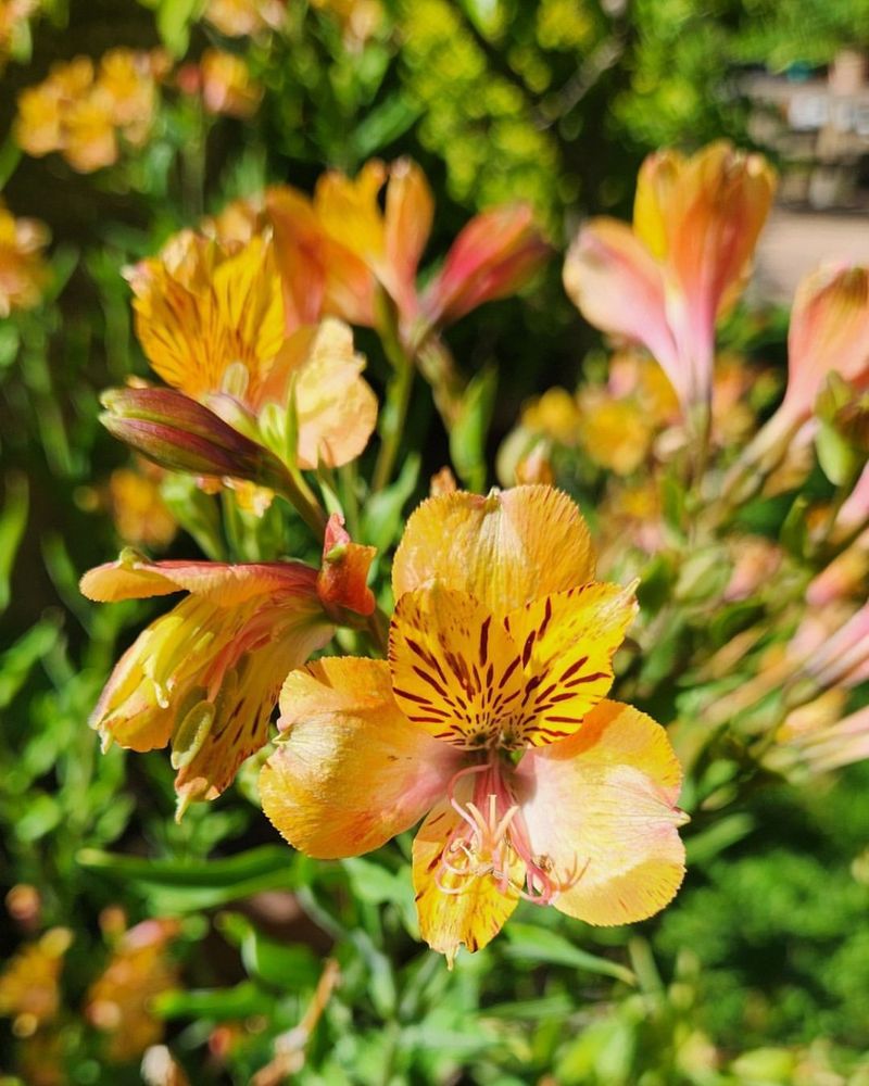 Orange Alstroemeria