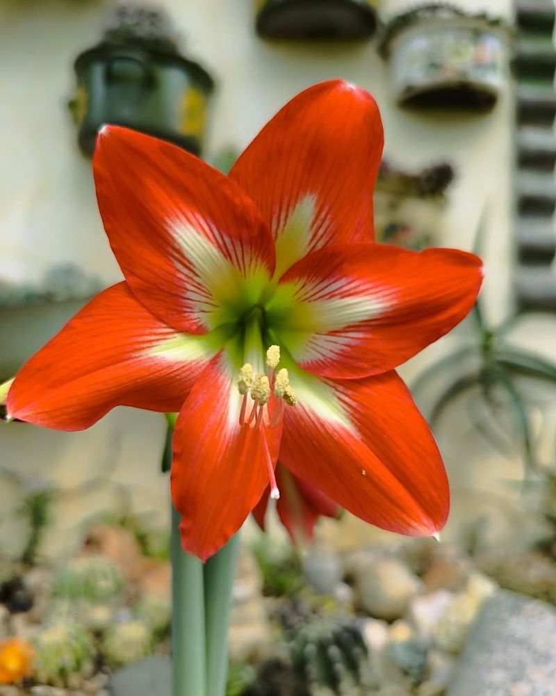 Orange Amaryllis