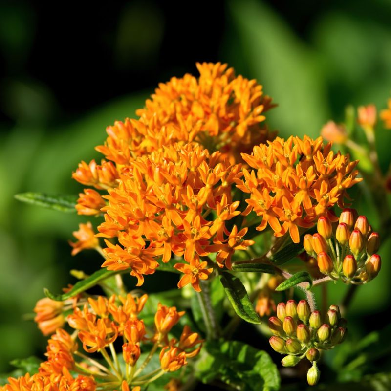 Orange Asclepias