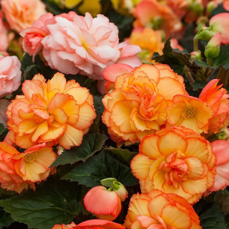 Orange Begonias