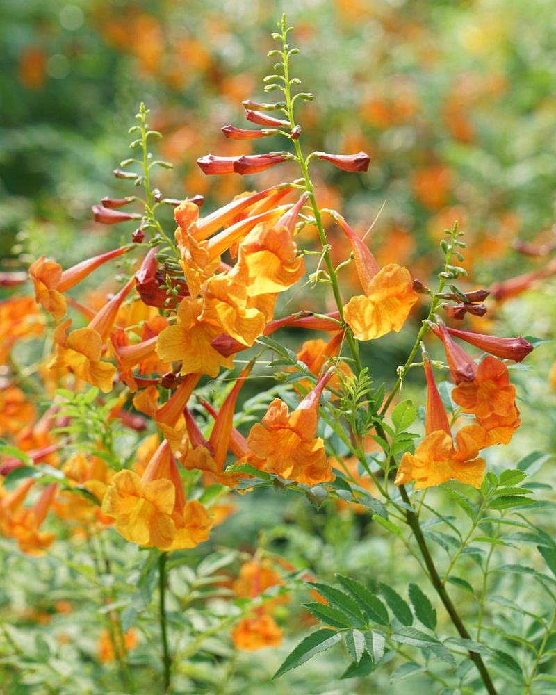 Orange Bellflower