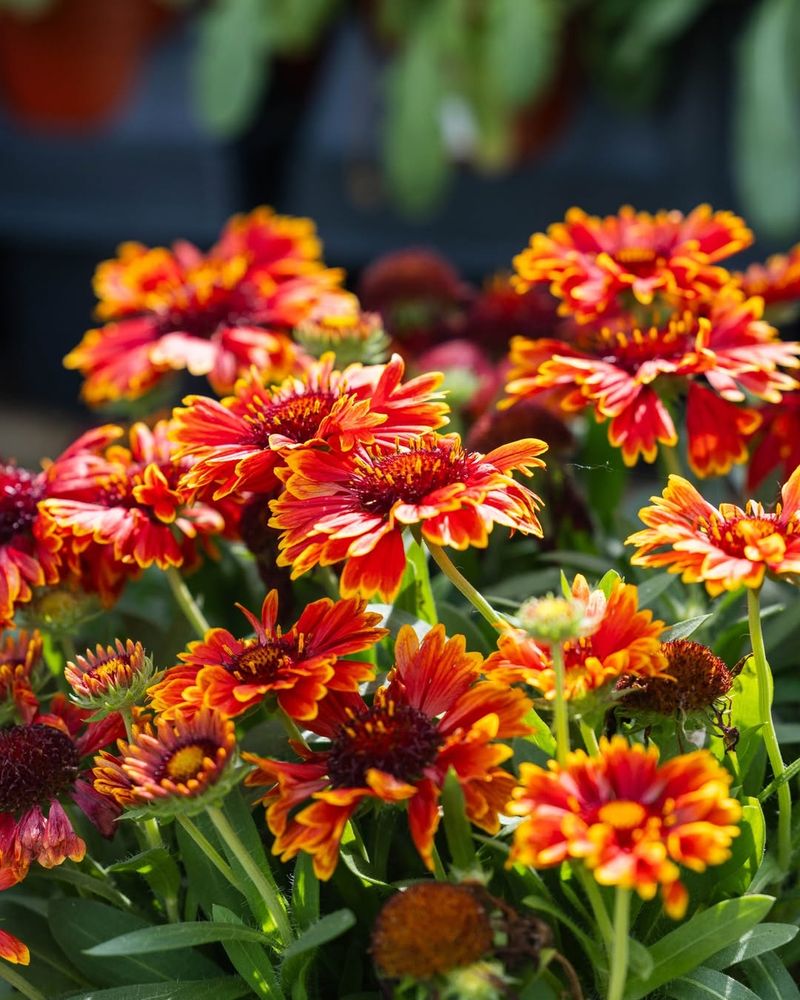 Orange Blanket Flower