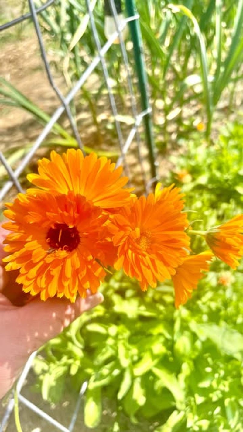 Orange Calendula