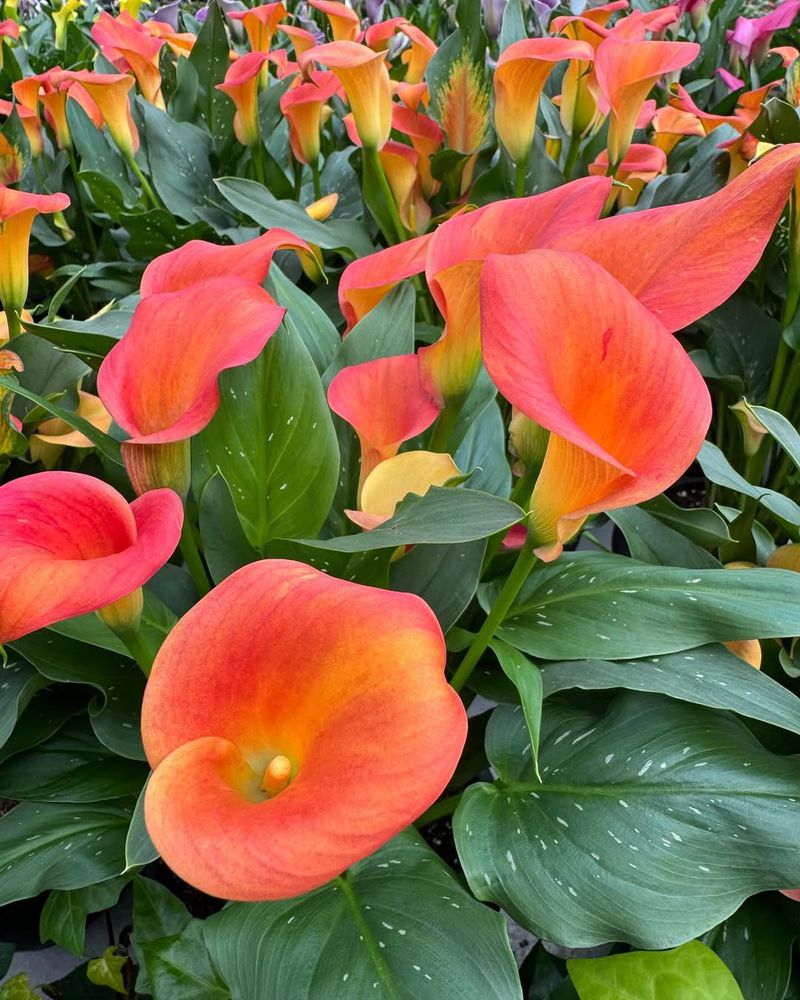 Orange Calla Lily