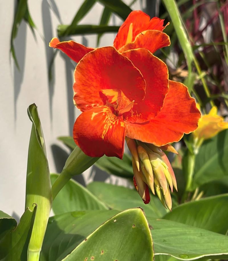 Orange Canna Lily