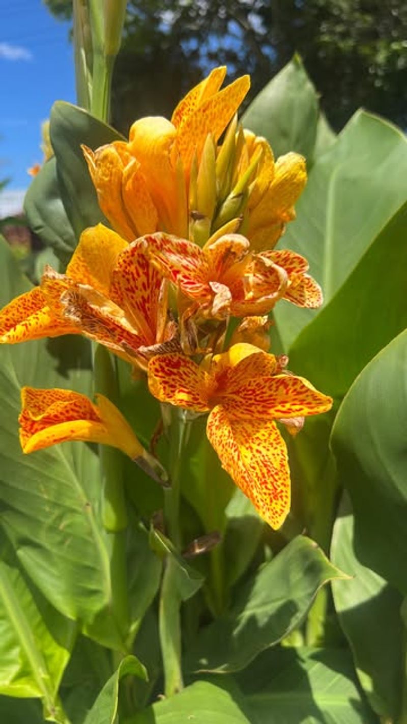 Orange Canna Lily