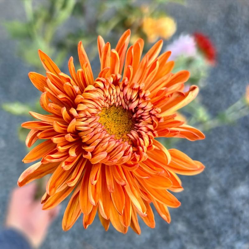 Orange Chrysanthemum