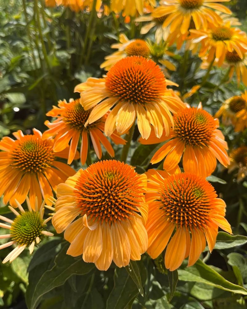 Orange Coneflower