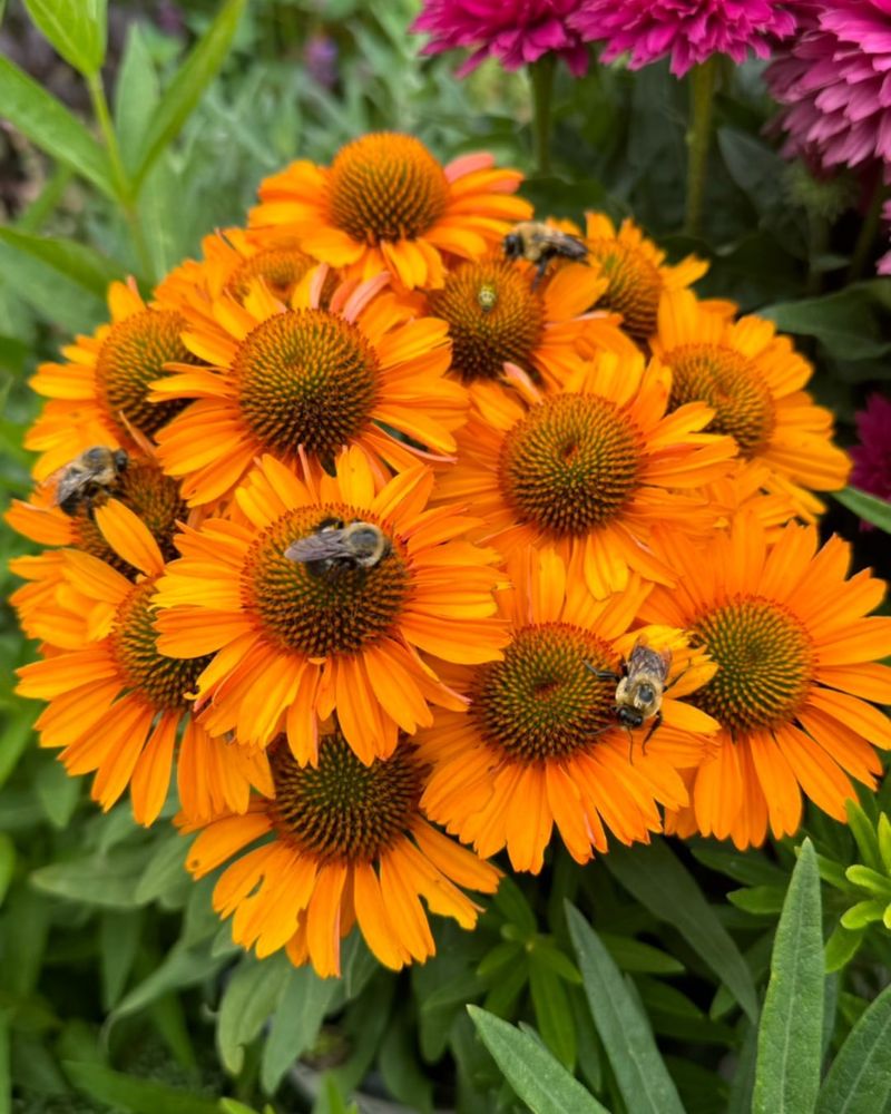 Orange Coneflower