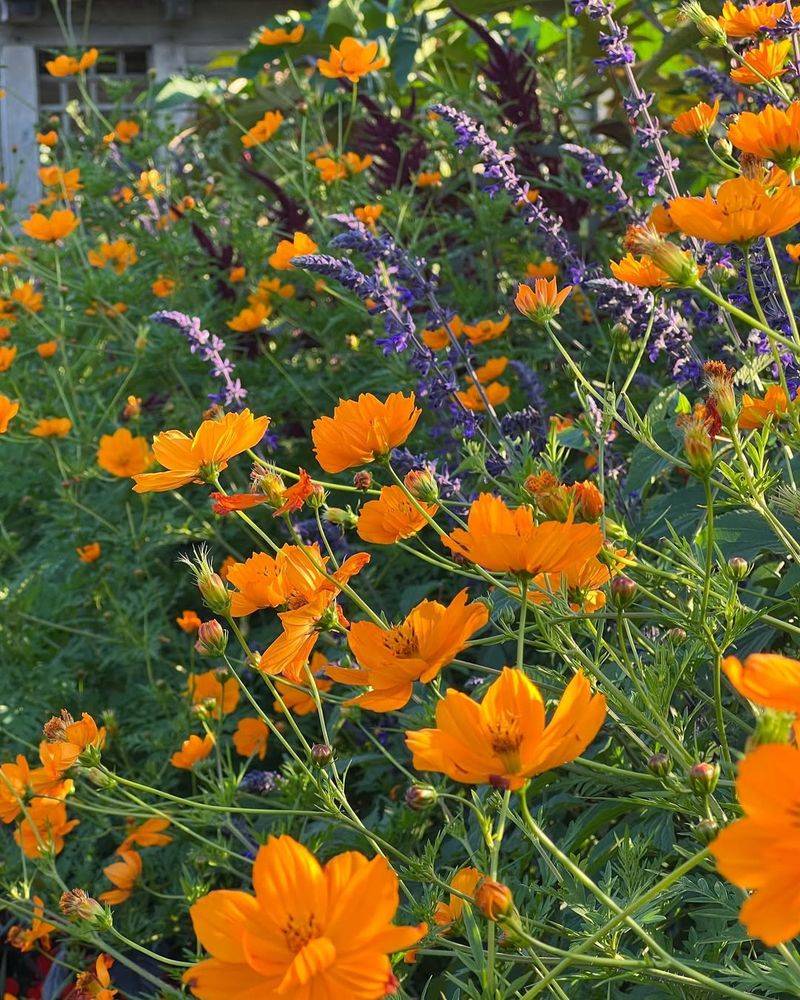 Orange Cosmos