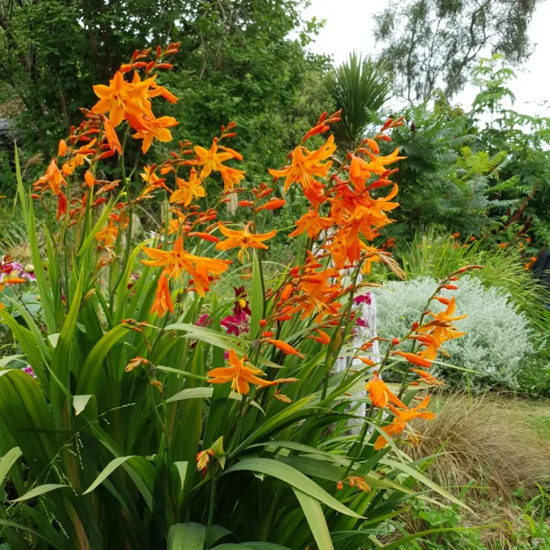 Orange Crocosmia