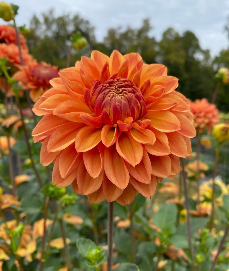 Orange Dahlia