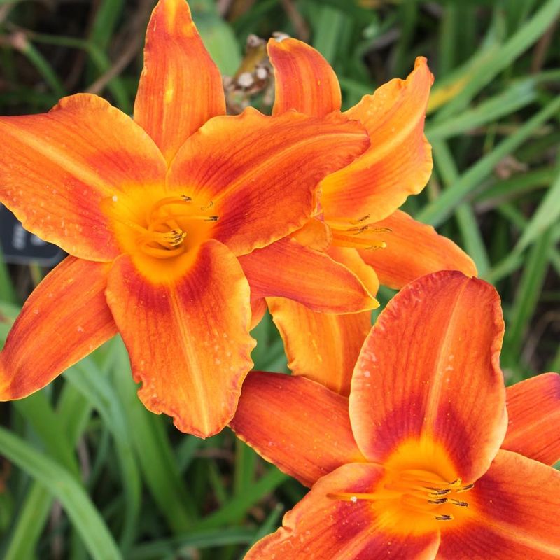 Orange Daylily