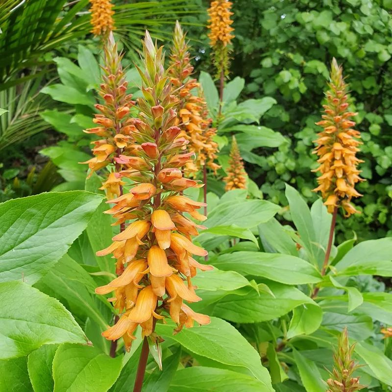 Orange Foxglove