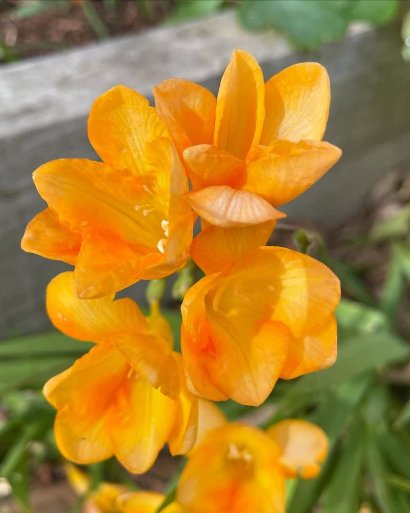 Orange Freesia