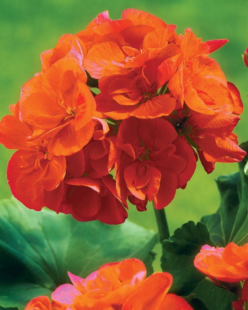 Orange Geranium