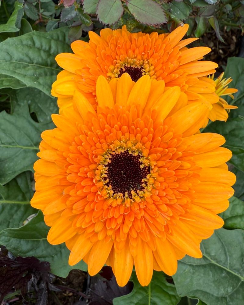 Orange Gerbera Daisy