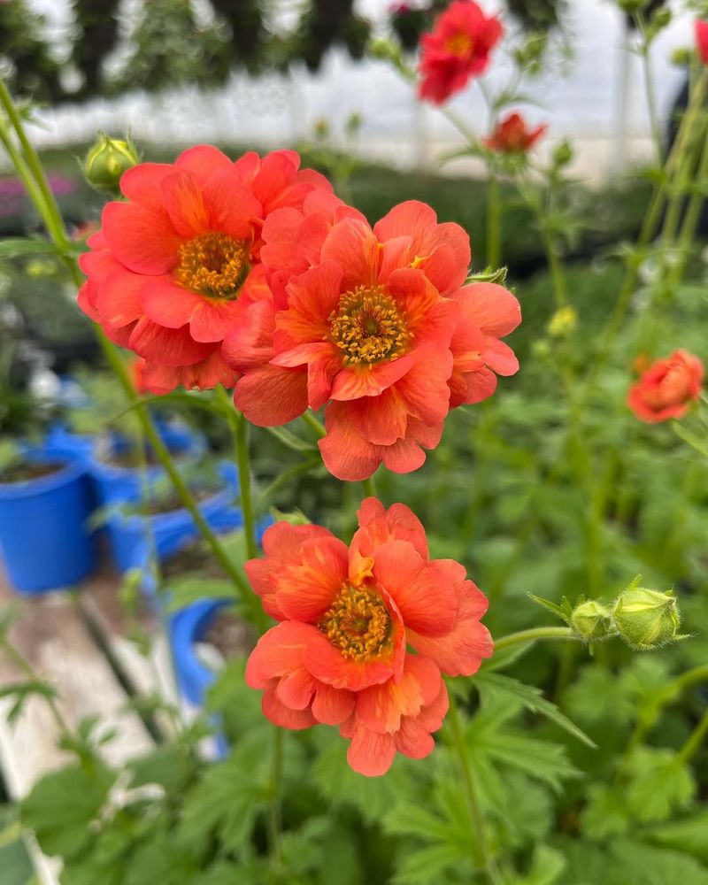 Orange Geum