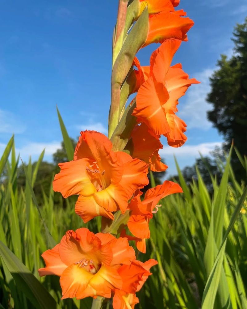 Orange Gladiolus