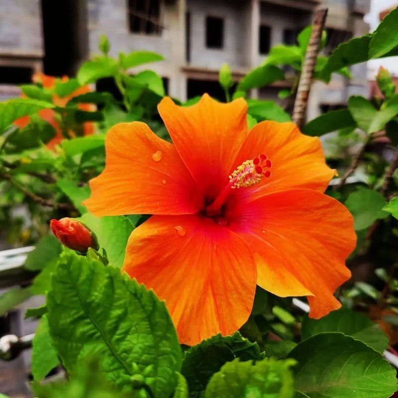 Orange Hibiscus