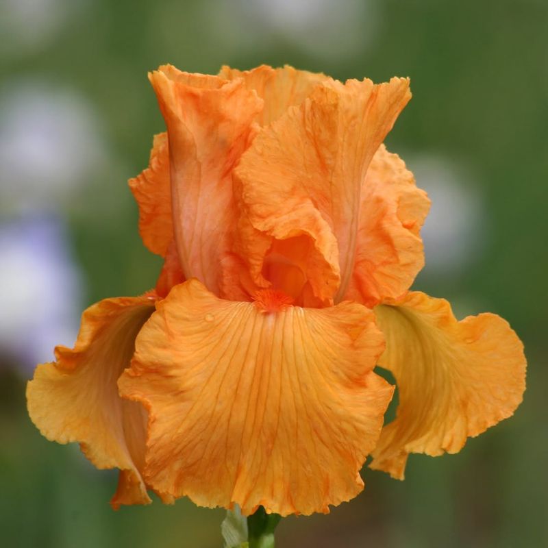 Orange Iris