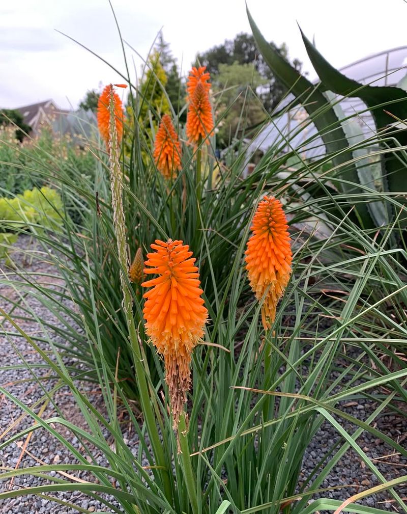 Orange Kniphofia