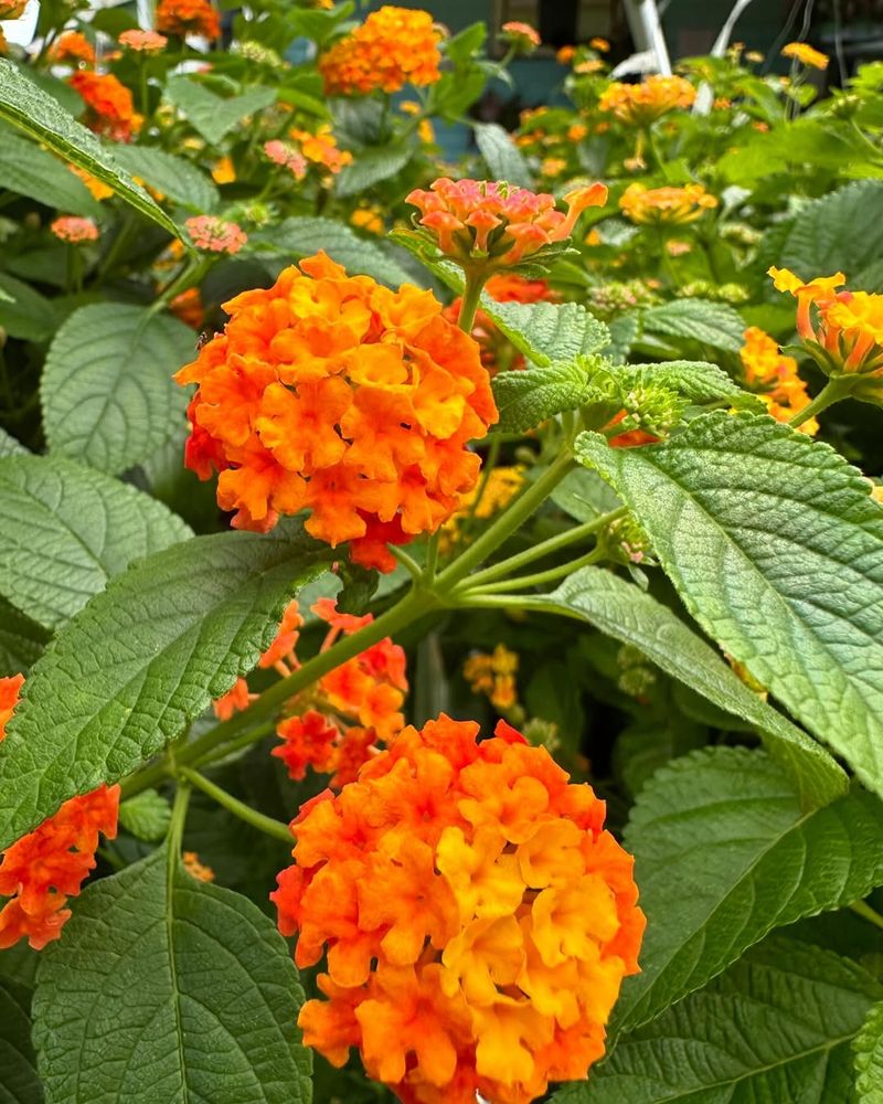 Orange Lantana