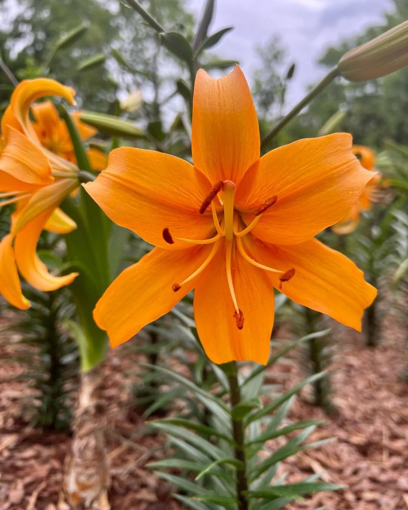 Orange Lily