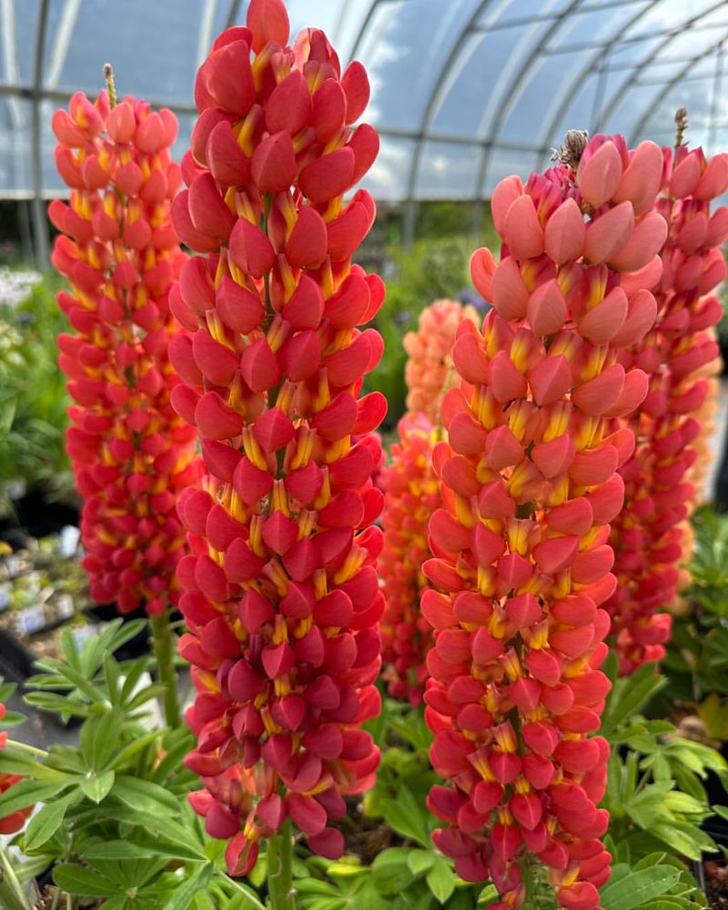 Orange Lupine