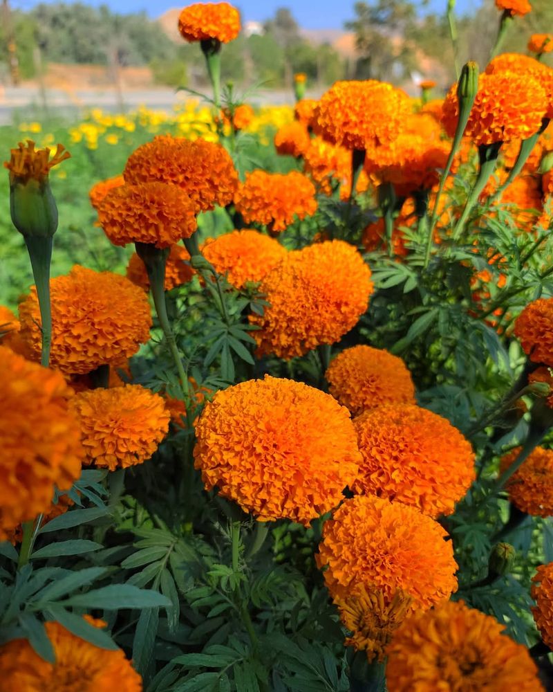 Orange Marigold