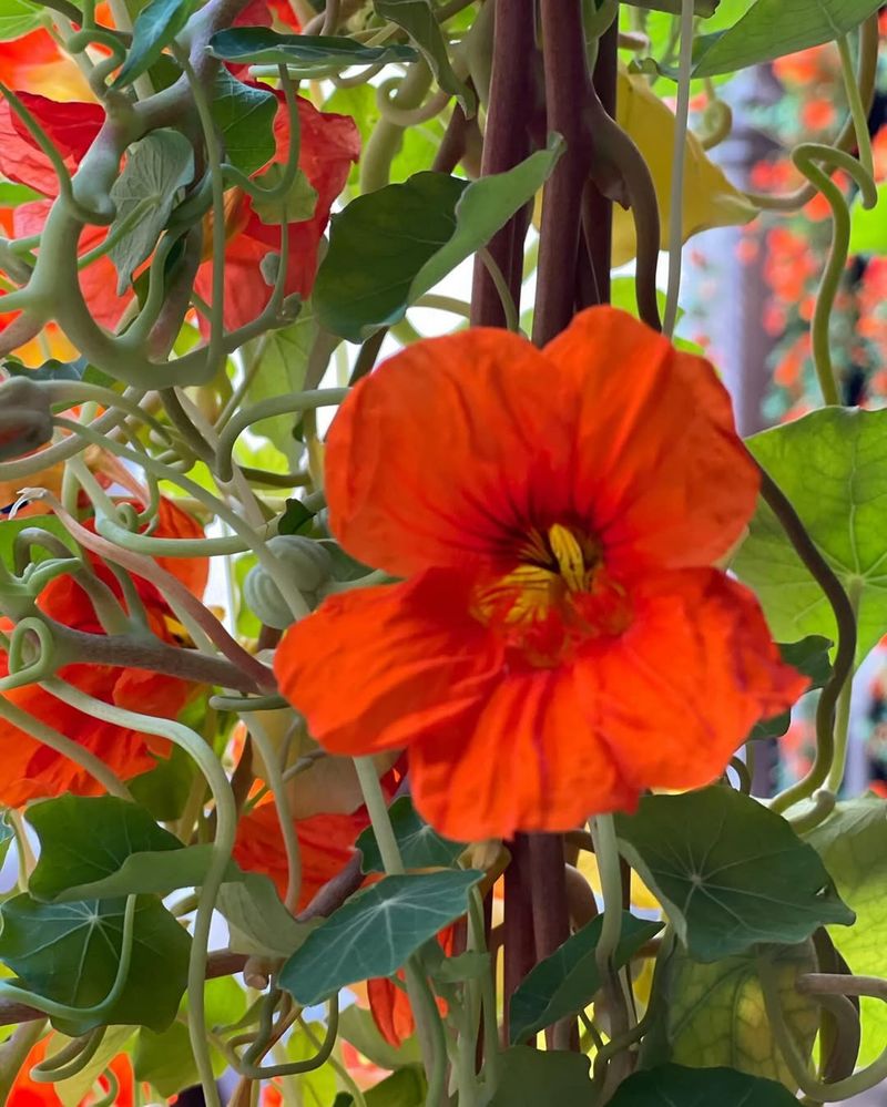 Orange Nasturtium Vine