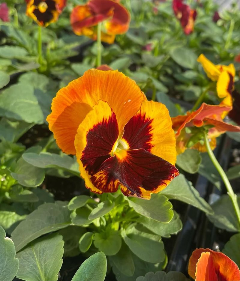 Orange Pansies