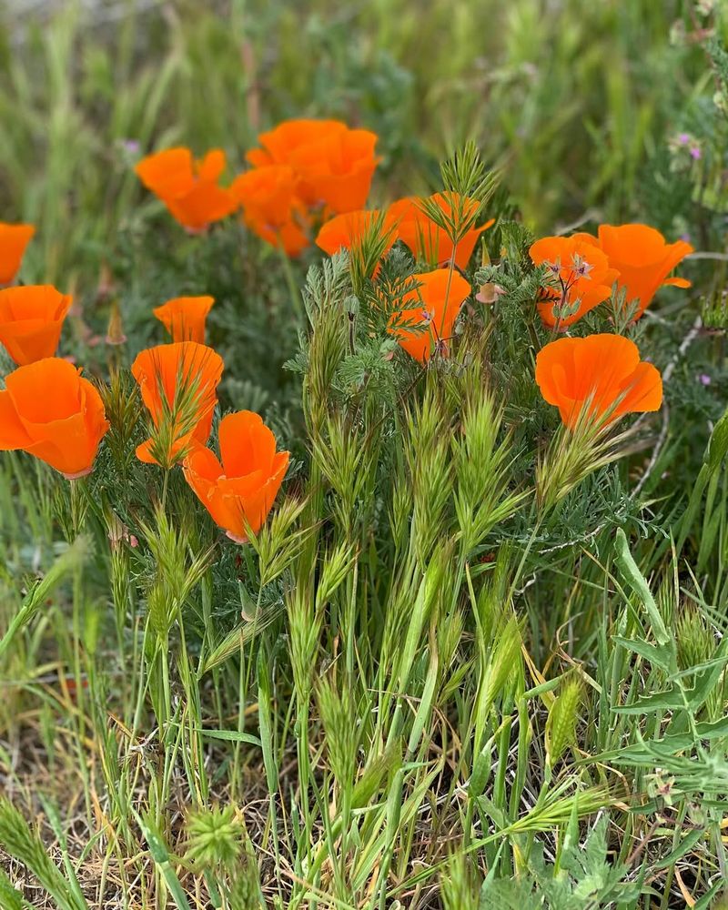 Orange Poppy