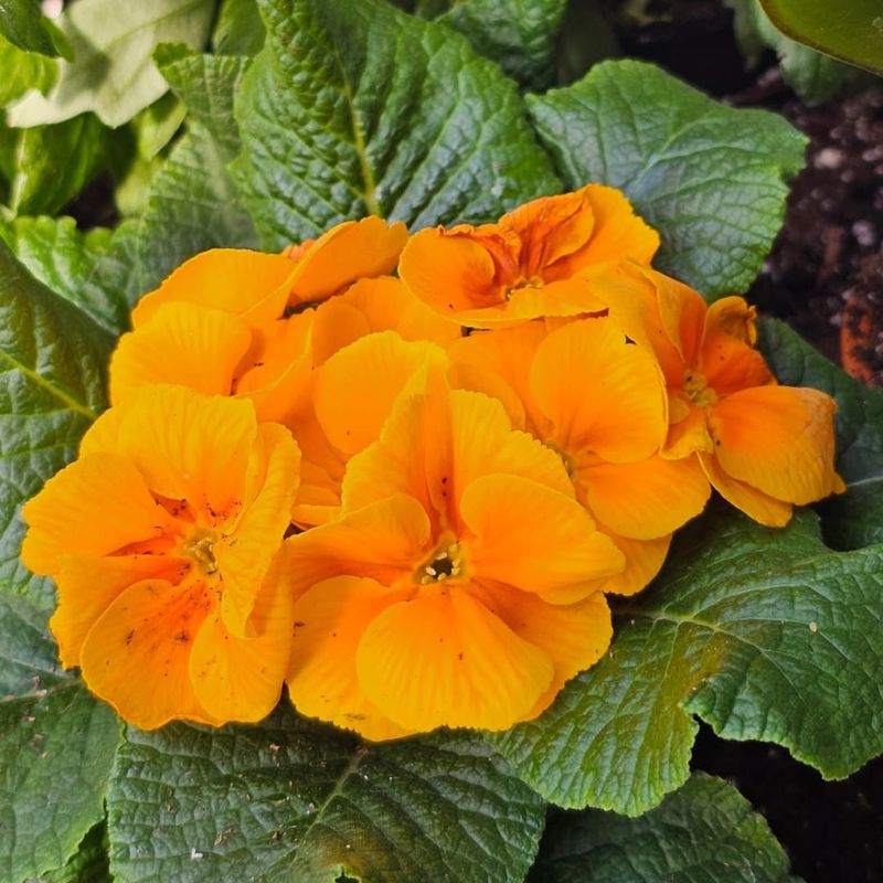 Orange Primrose