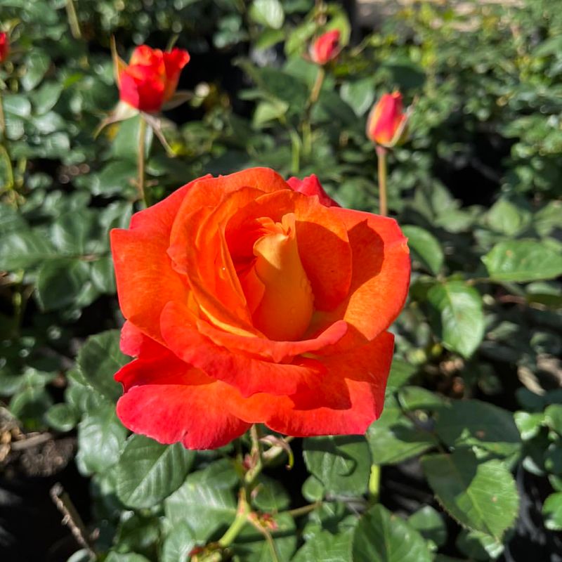 Orange Roses