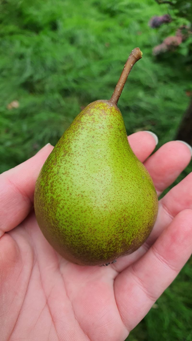 Pear Seeds