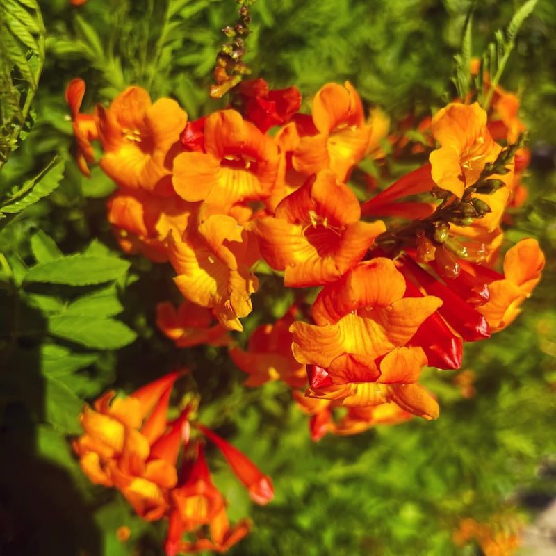 Orange Snapdragon Vine