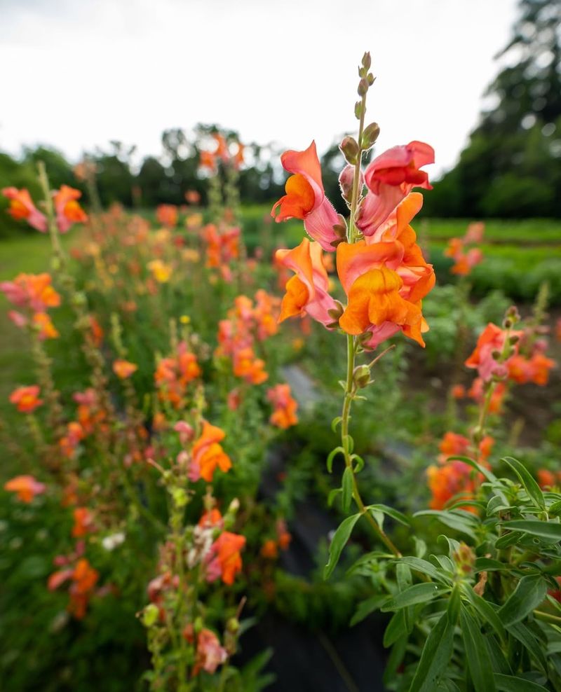 Orange Snapdragon