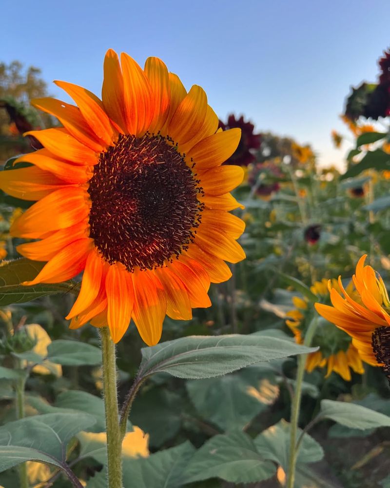 Orange Sunflower