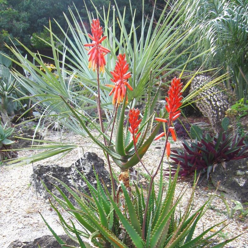 Orange Torch Aloe