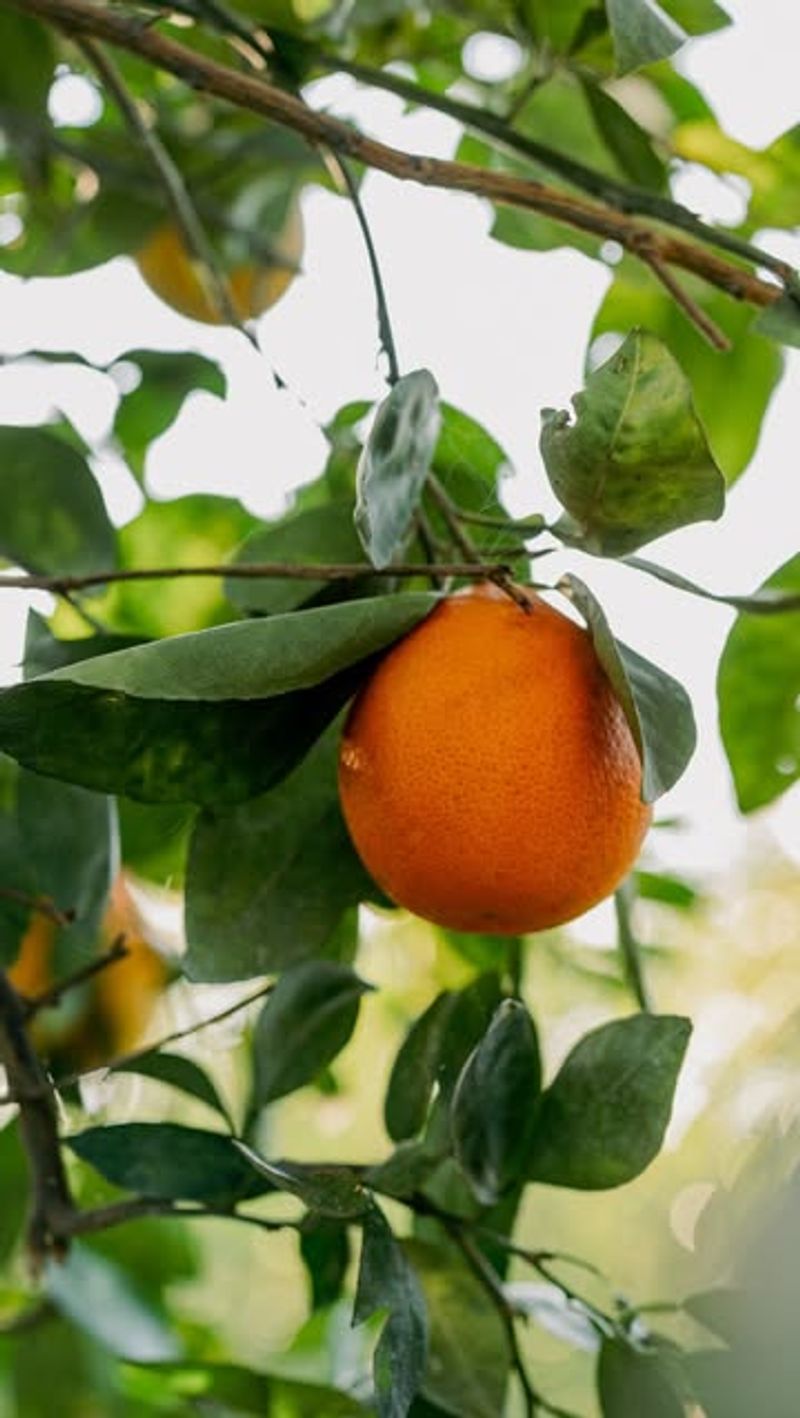 Orange Tree