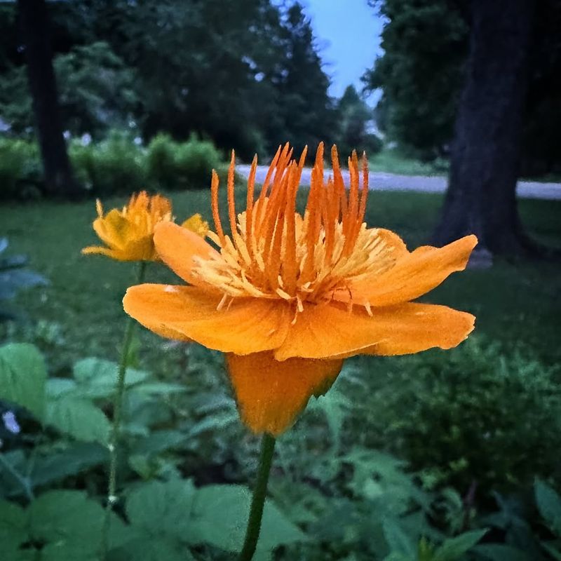 Orange Trollius