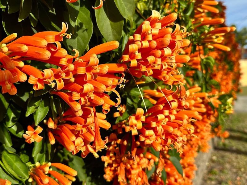 Orange Trumpet Vine