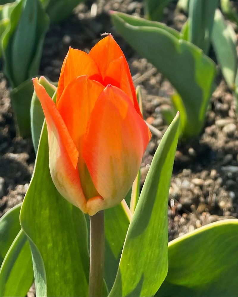 Orange Tulip