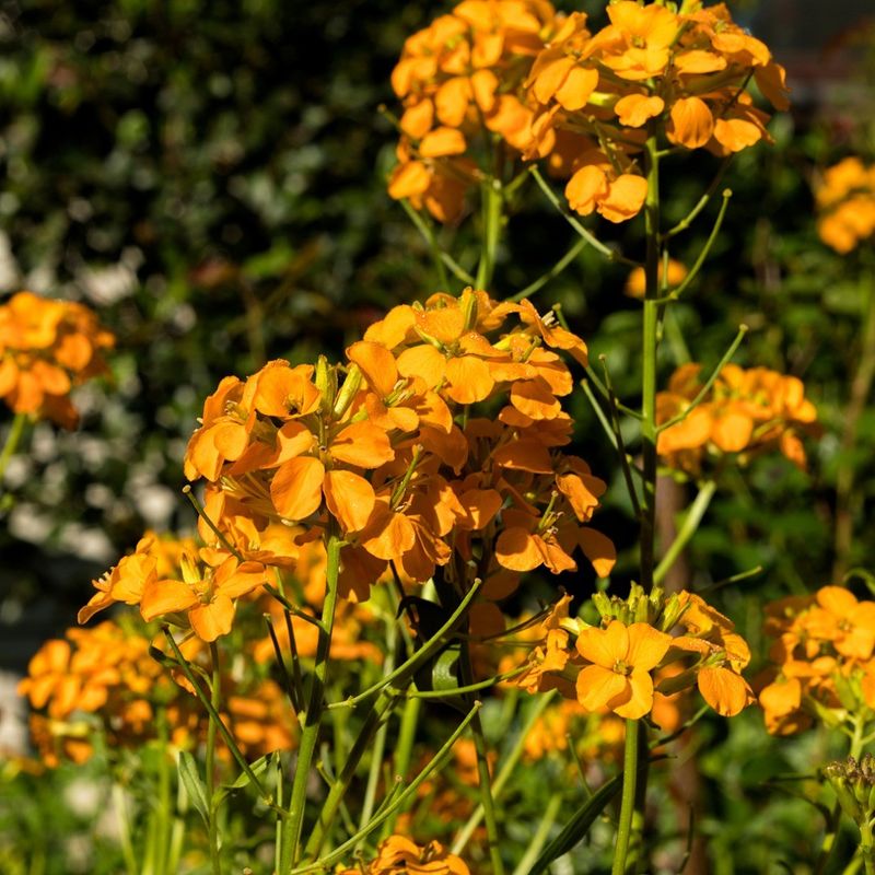 Orange Wallflower