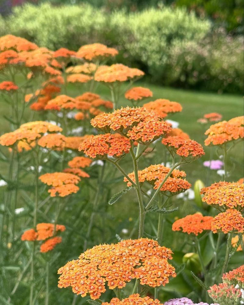 Orange Yarrow