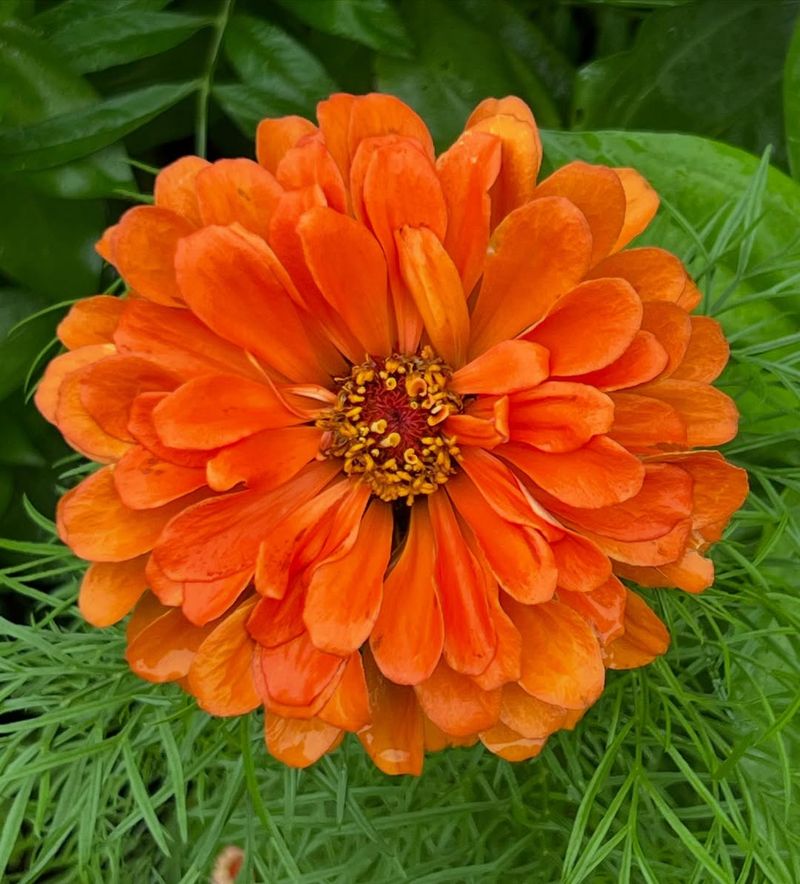 Orange Zinnia