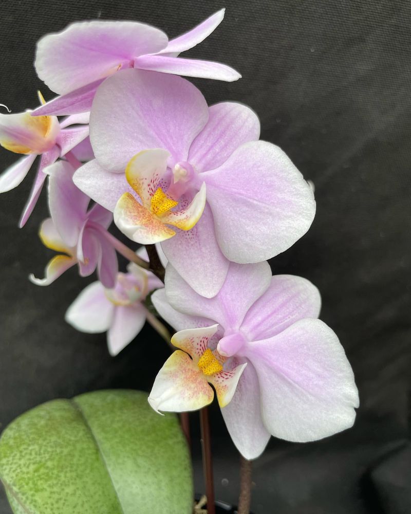 Orchid