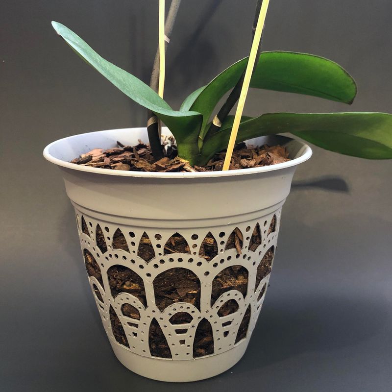 Orchid Potting Mix