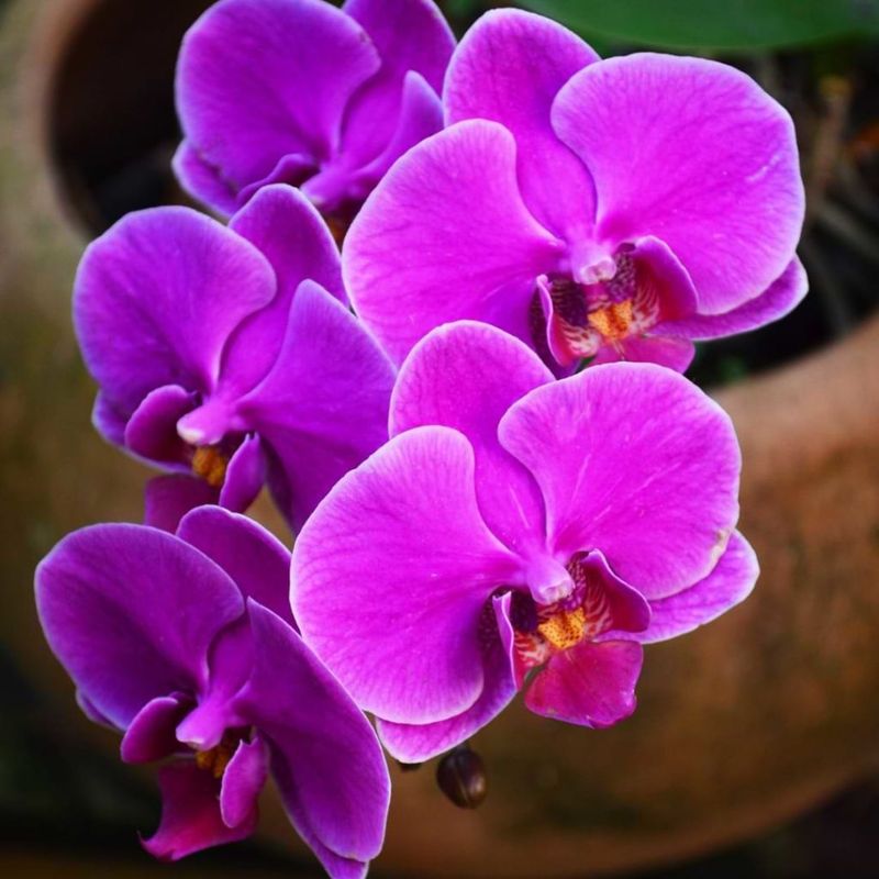 Orchids